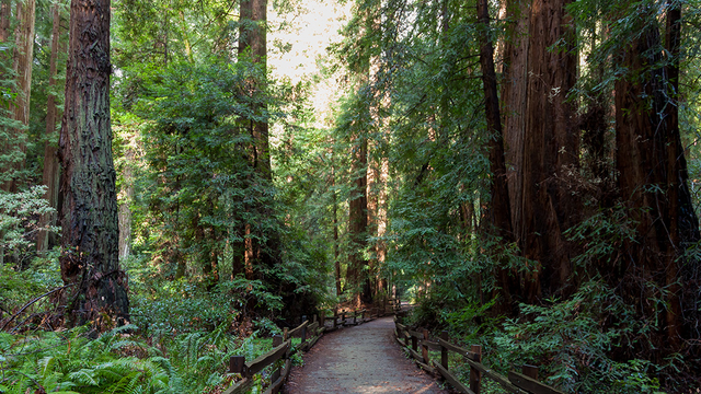 Flat easy trails loop through the groves at Muir Woods National Monument.