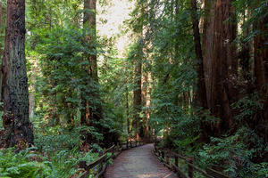 Flat easy trails loop through the groves at Muir Woods National Monument.