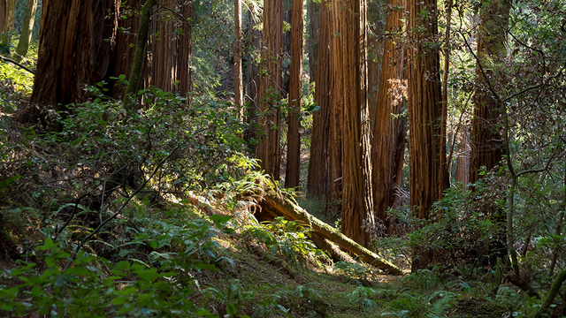 Muir Woods