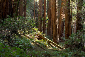 Muir Woods