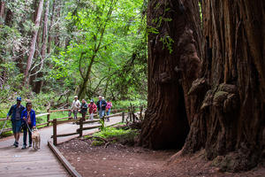 Muir Woods | Golden Gate National Parks Conservancy