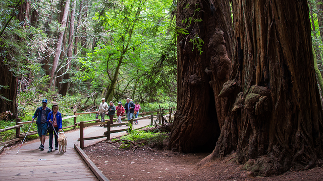 Muir Woods boardwalk