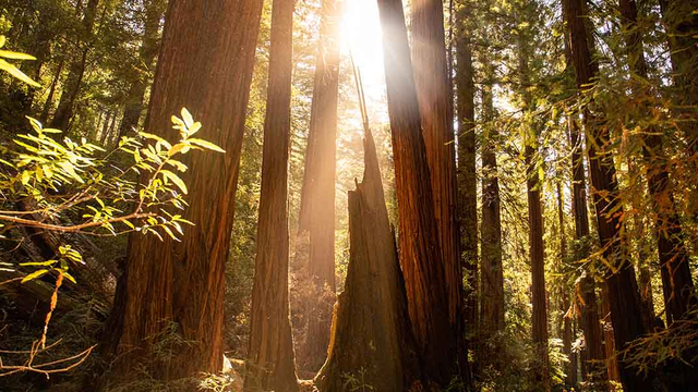 Redwood trees at Muir Woods