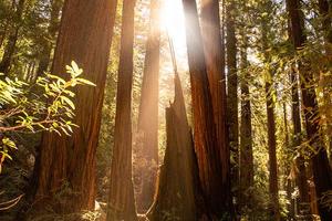 Redwood trees at Muir Woods