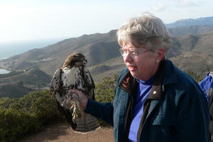 Marion Weeks holds a juvenile Red-tailed Hawk for radiotelemetry
