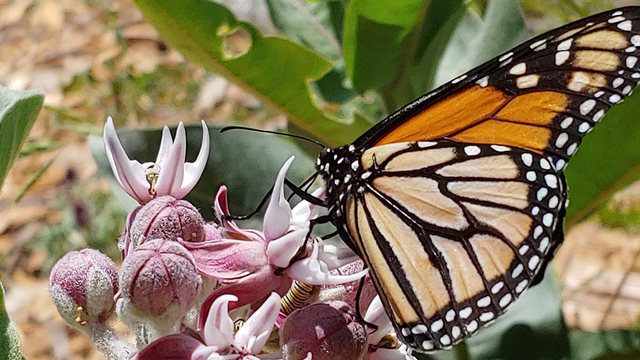 Orange, black and white monarch butterfly seen landing on purple milkweed flowers.