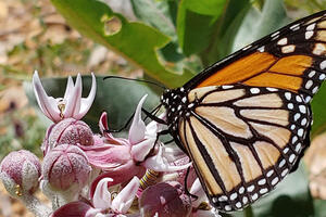 Orange, black and white monarch butterfly seen landing on purple milkweed flowers.