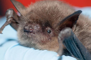 Myotis yumanensis (Yuma myotis)