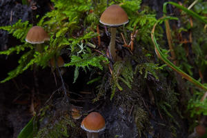mushrooms growing within moss and ferns