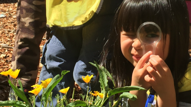 A child looks through a magnifying glass at a nurseries education program.