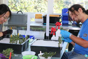 Volunteers work with manzanita cuttings