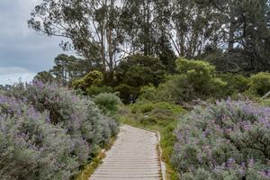 Lobos Creek Trail boardwalk