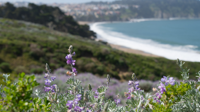 Flora surrounding the Presidio
