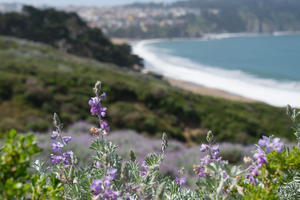 Flora surrounding the Presidio