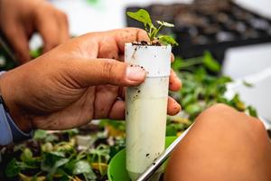 Close up of an intern working with plants