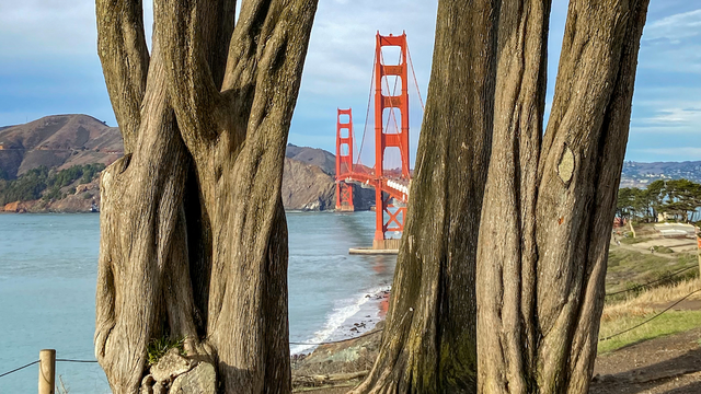 Golden Gate Bridge between two Cypress tree trunks.
