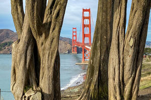 Golden Gate Bridge between two Cypress tree trunks.