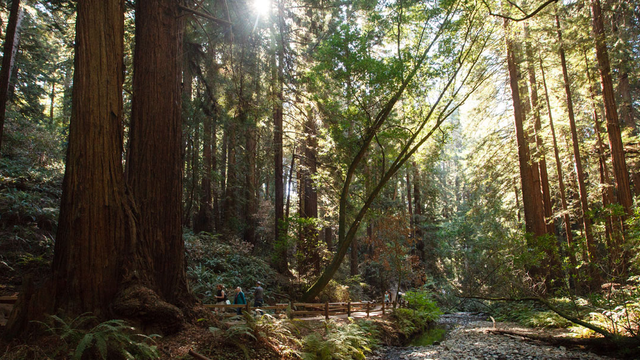 Sun shines through trees onto a stream and walkway in a forest