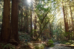 Sun shines through trees onto a stream and walkway in a forest