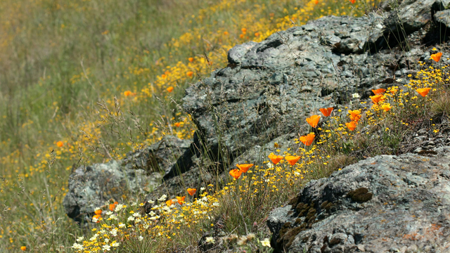 Groups of serpentinite rocks lay among grass and flowers on a hill 