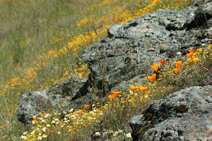 Groups of serpentinite rocks lay among grass and flowers on a hill 