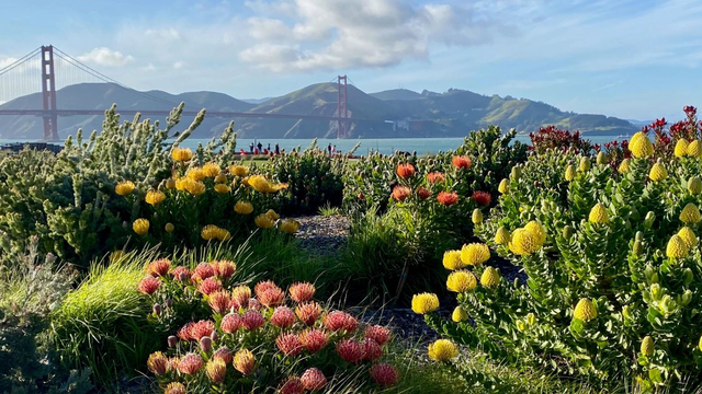 Beautiful plants bloom at Presidio Tunnel Tops with a view of the Golden Gate Bridge.