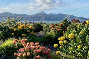 Beautiful plants bloom at Presidio Tunnel Tops with a view of the Golden Gate Bridge.