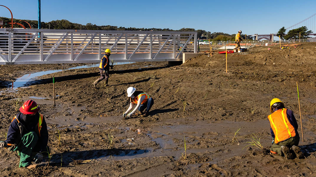 Planting at Quartermaster Reach wetlands