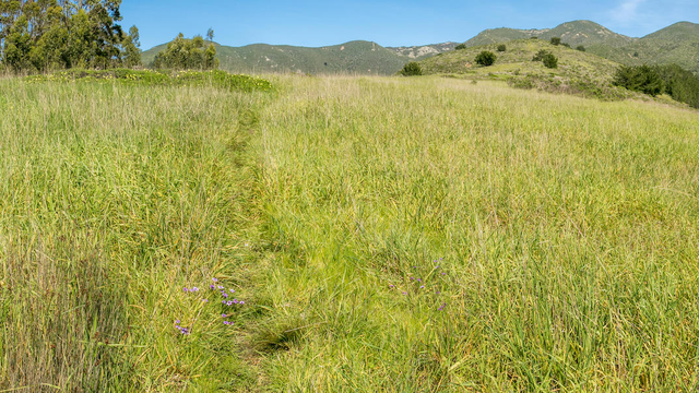 A trail cuts through tall grasses in a green field overlooking rolling hills in Rancho Corral de Tierra
