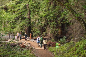 A group of hikers on a trail at Roy's Redwoods