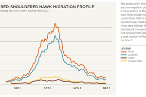 A graph of daily hawkwatch counts over 30 years, with four peaks, two taller peaks representing total and juvenile hawks, and two lower peaks showing adult and unspecified hawks.