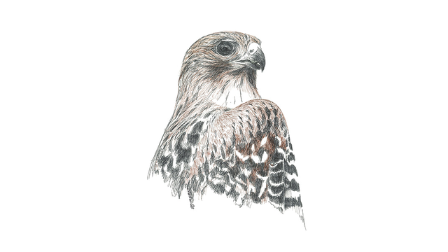 Red-shouldered Hawk Illustration by Siobhan Ruck