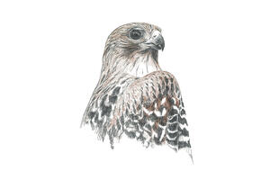 Red-shouldered Hawk Illustration by Siobhan Ruck