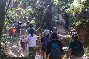 Urban Trailblazers student youth program on a hike through redwood forest