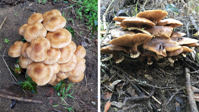 Honey Mushroom (Armillaria mellea) spotted at Lobos Creek in the Presidio.