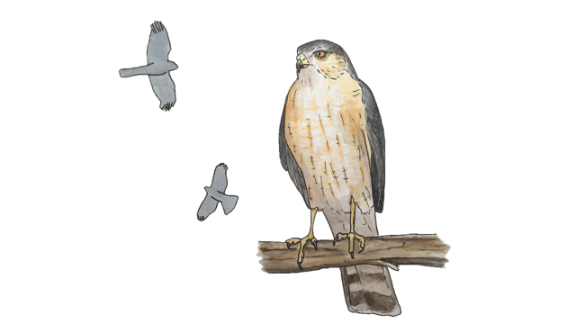 Sharp-shinned Hawk Illustration by Lora Roame
