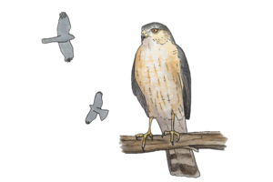 Sharp-shinned Hawk Illustration by Lora Roame