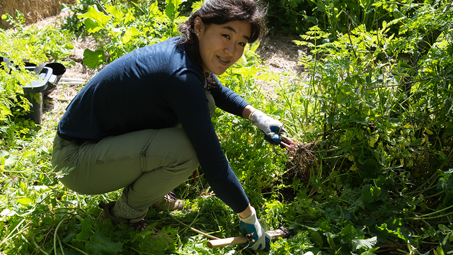 Weeding, gardening