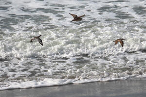 Shorebirds observed during perigean spring tide in January 2024