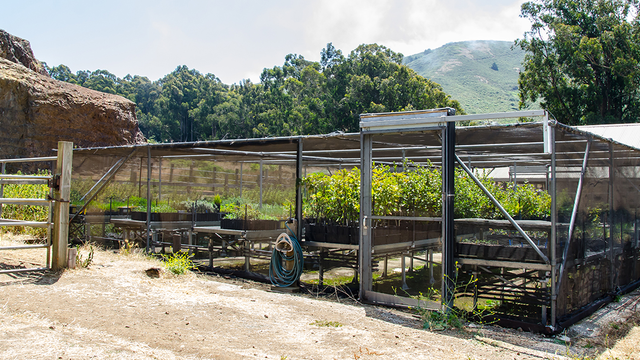 Tennesee Vallery Nursery