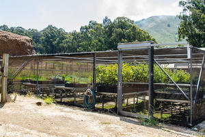 Tennesee Vallery Nursery