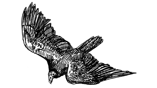 Illustration of soaring Turkey Vulture looking downward.