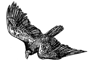 Illustration of soaring Turkey Vulture looking downward.