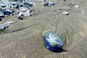 A small blue disc-shaped creature, Velella velella, on a beach