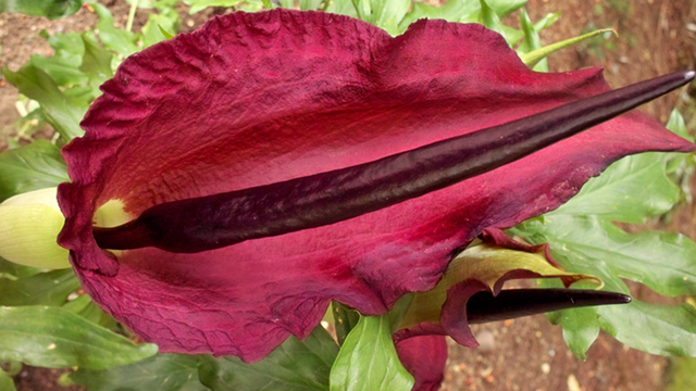 Voodoo lily
