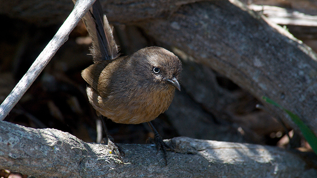 A wrentit finds comfort in the shade