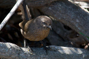 wrentit