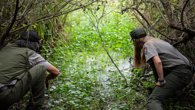 Western Pond Turtle Release