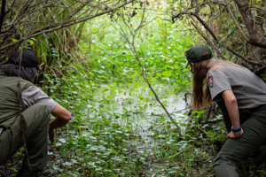 Western Pond Turtle Release
