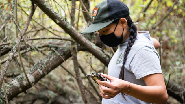 Western Pond Turtle Release